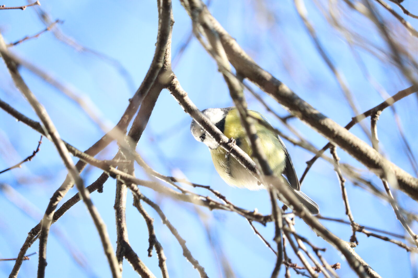 Canon EF-S 55-250mm F4-5.6 IS STM sample photo