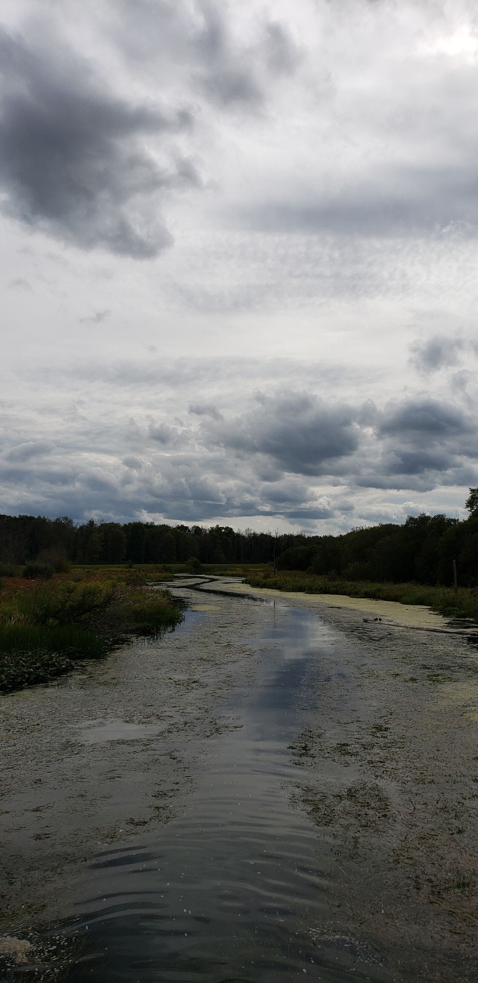 Samsung Galaxy S9+ sample photo. Marsh, clouds, forest photography