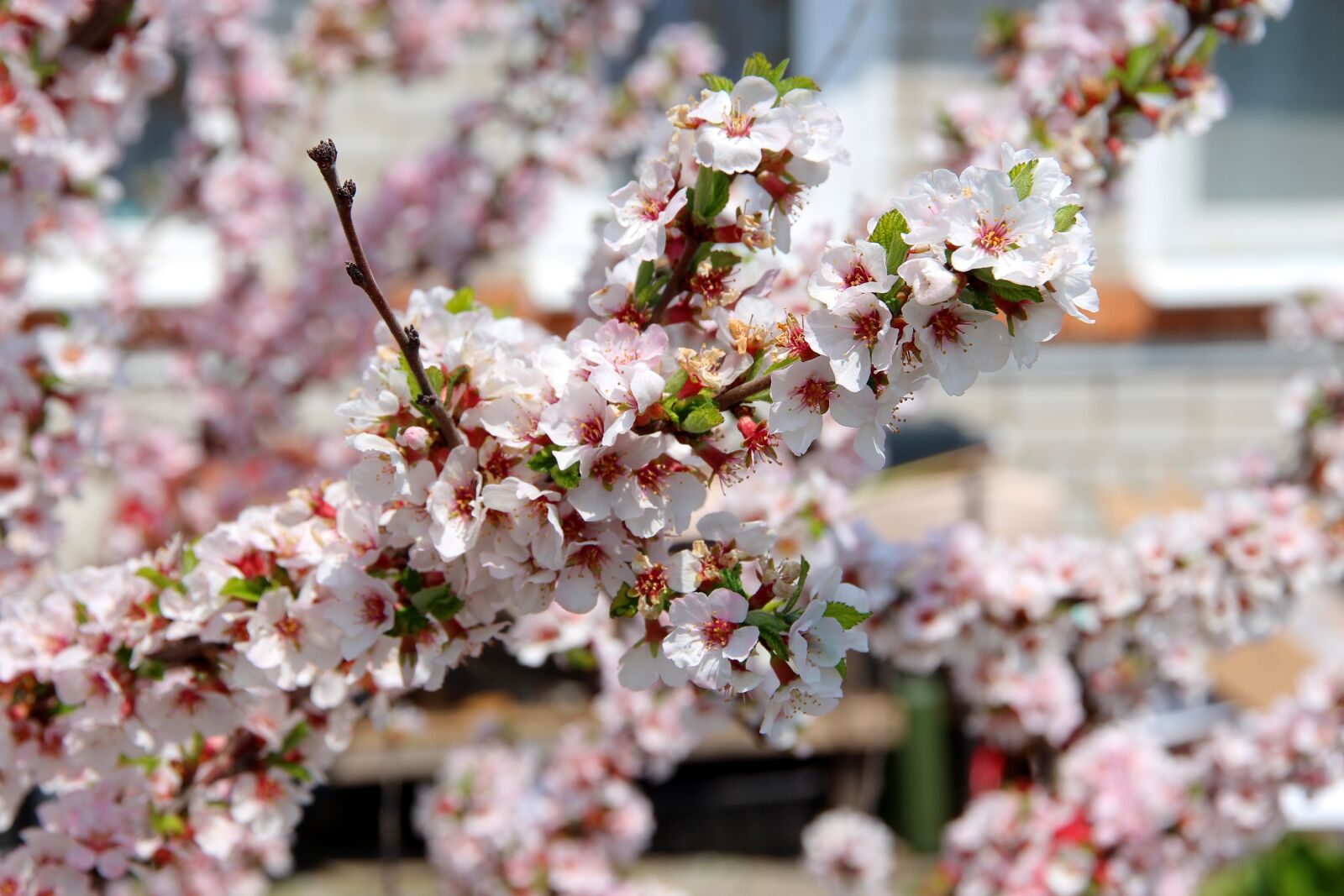 Canon EOS 650D (EOS Rebel T4i / EOS Kiss X6i) sample photo. Cherry, bloom, cherry blossoms photography