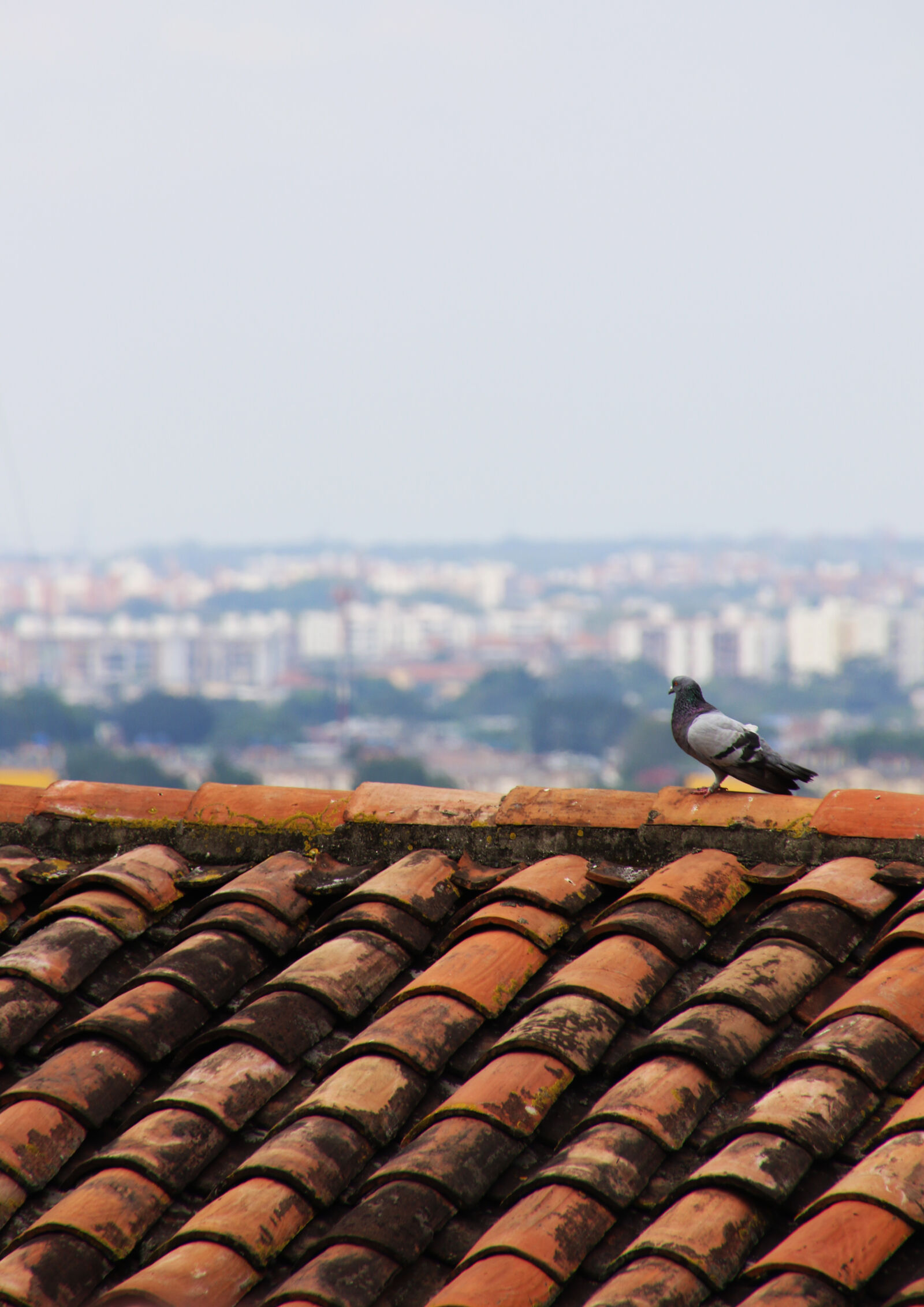 Canon EOS 7D Mark II sample photo. Animal, bird, city, feathers photography