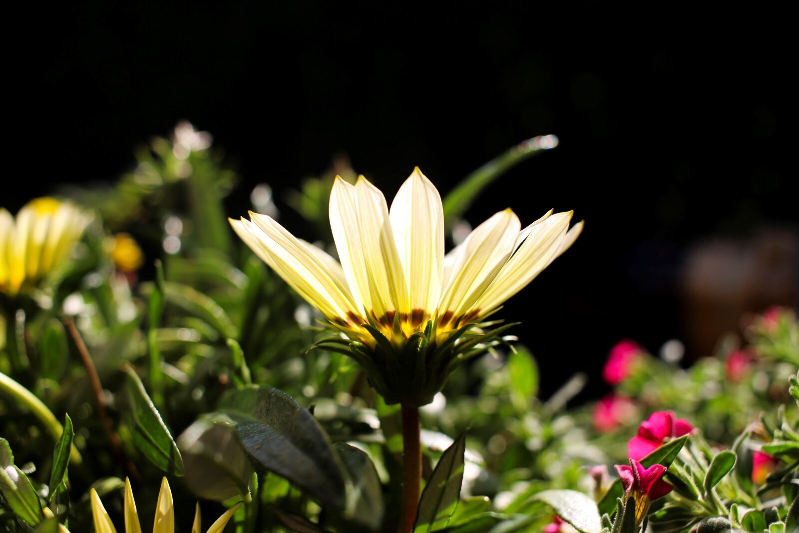 Canon EF-S 24mm F2.8 STM sample photo. Flower, blossom, bloom photography