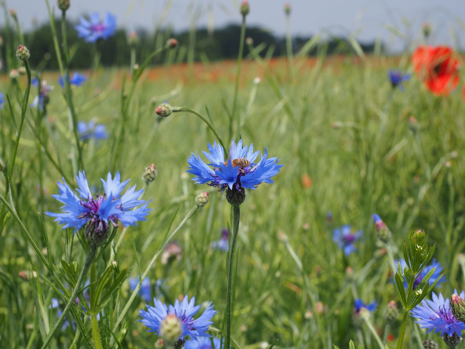 Olympus OM-D E-M1 + Olympus M.Zuiko Digital ED 12-40mm F2.8 Pro sample photo. Cornflowers, kornblumenfeld, flower photography