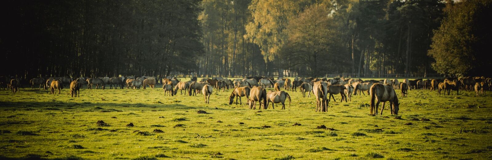 150-600mm F5-6.3 DG OS HSM | Contemporary 015 sample photo. Brumby horses, wild horses photography
