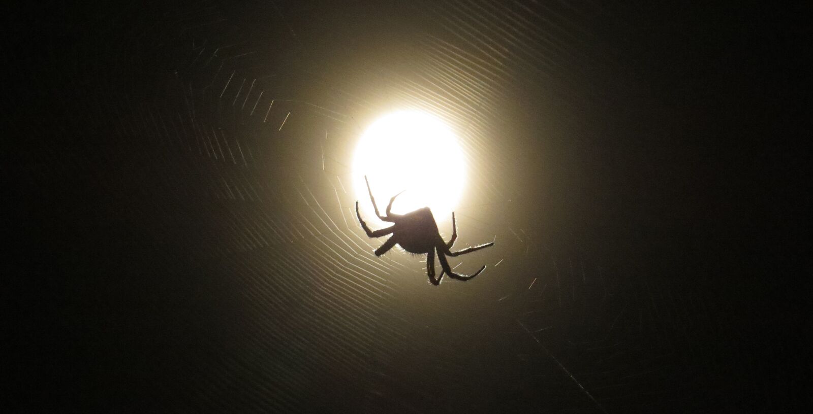Canon PowerShot SX50 HS sample photo. Insect night, moon, network photography