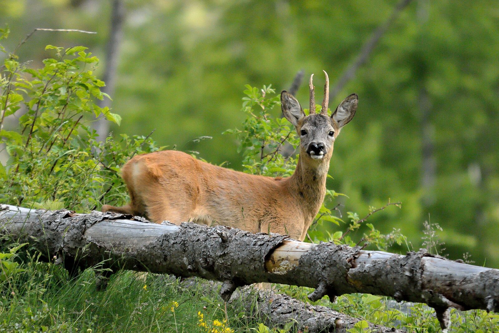 Nikon D7100 sample photo. Roe, nature, animal photography