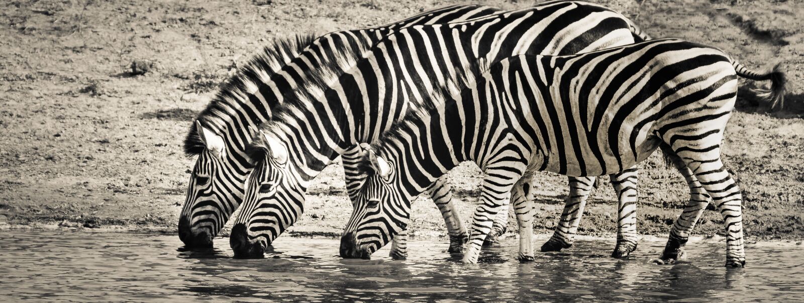 Tamron SP 150-600mm F5-6.3 Di VC USD sample photo. Zebra, safari, wildlife photography