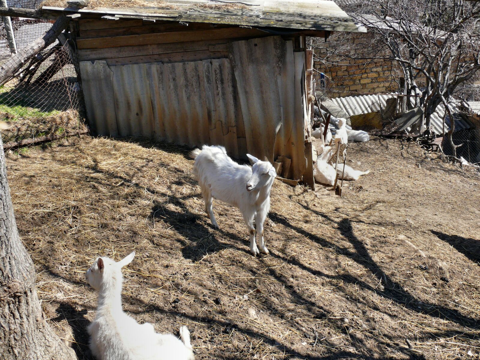 Panasonic DMC-FZ50 sample photo. Goats photography
