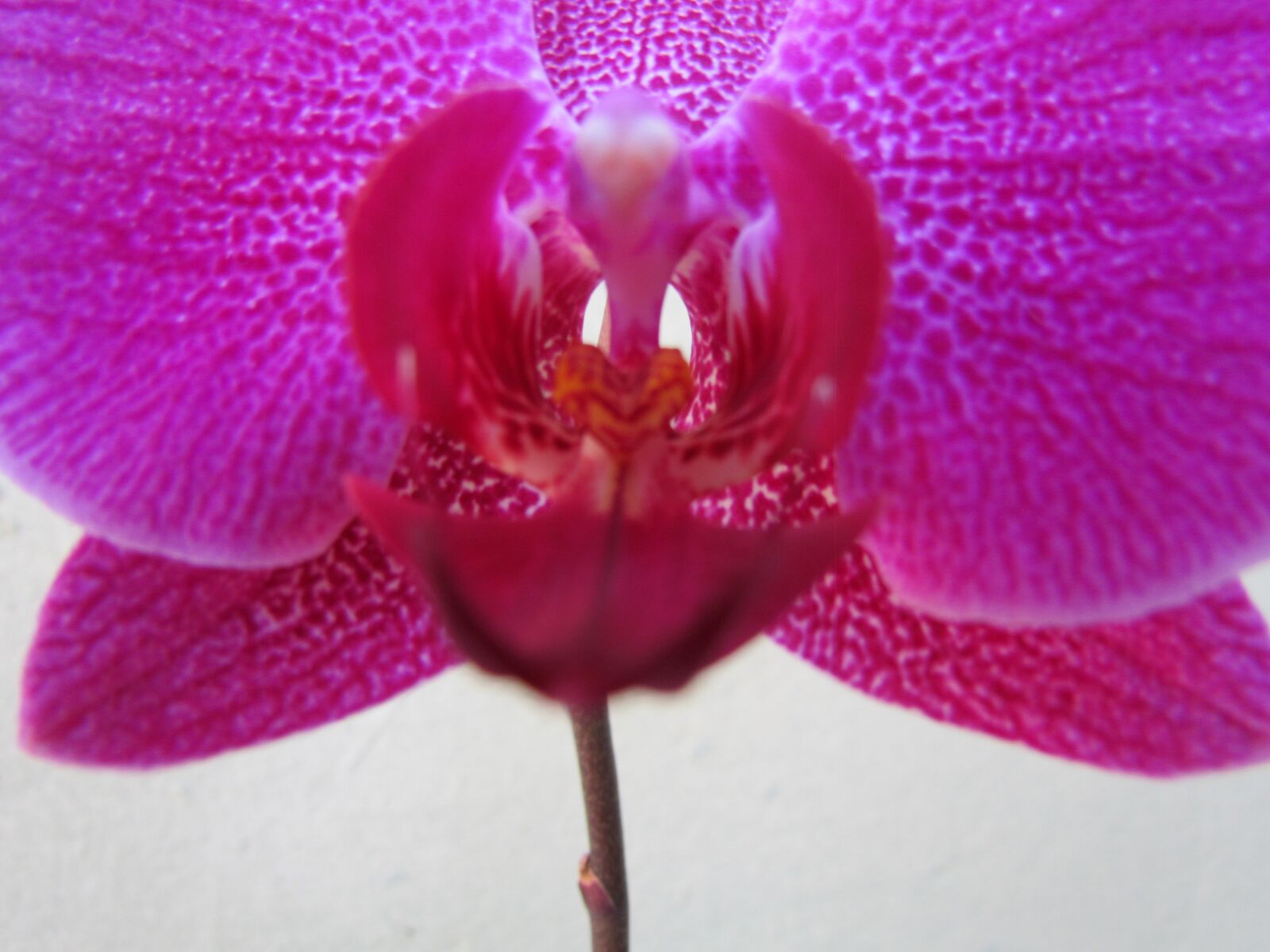 Canon PowerShot SX30 IS sample photo. Plant, orchid, orchids photography