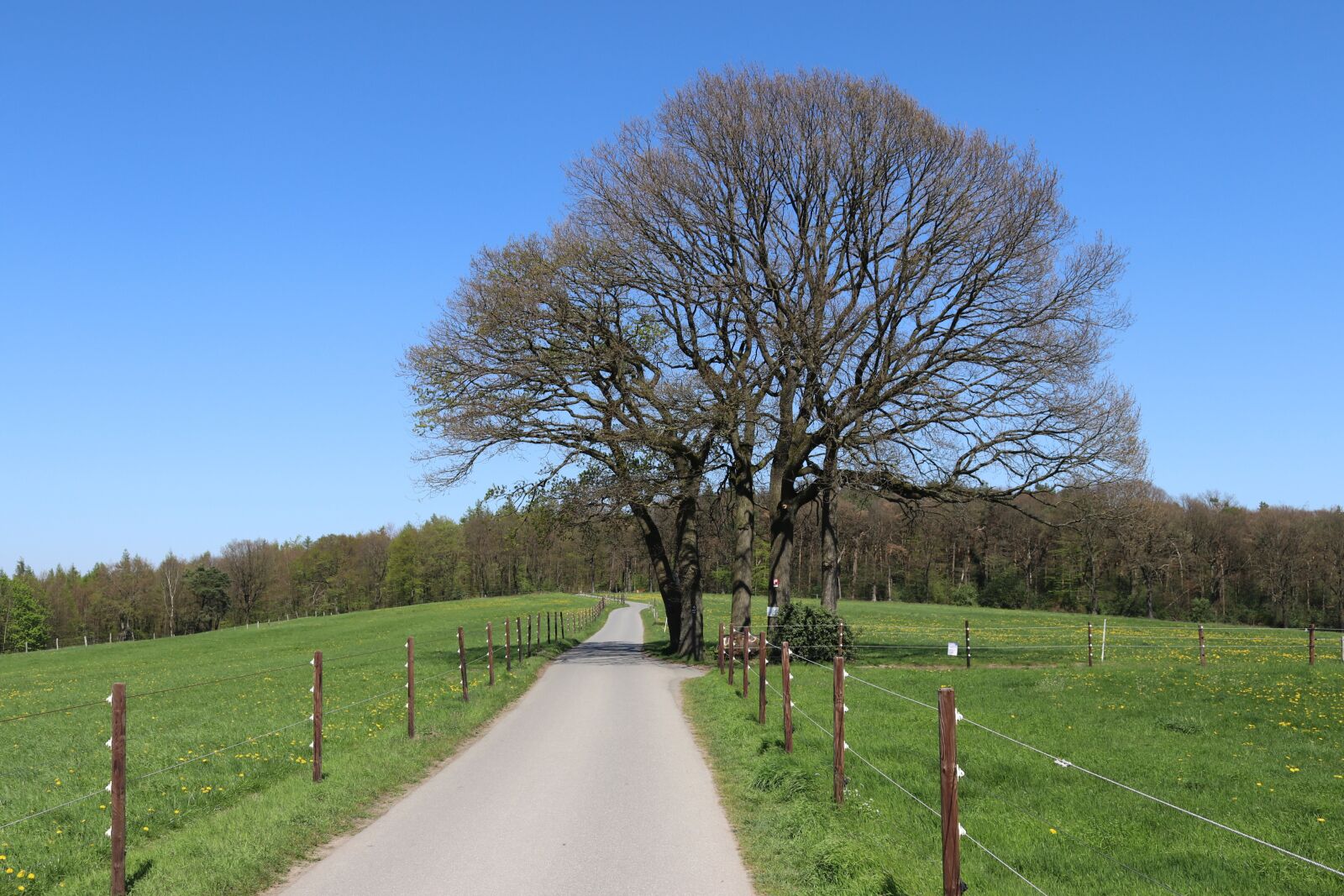 Canon EOS 80D sample photo. Away, trees, meadow photography