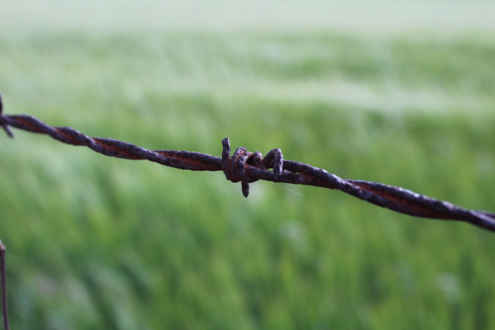 Canon EOS 1300D (EOS Rebel T6 / EOS Kiss X80) sample photo. Barbed wire, meadow, prison photography