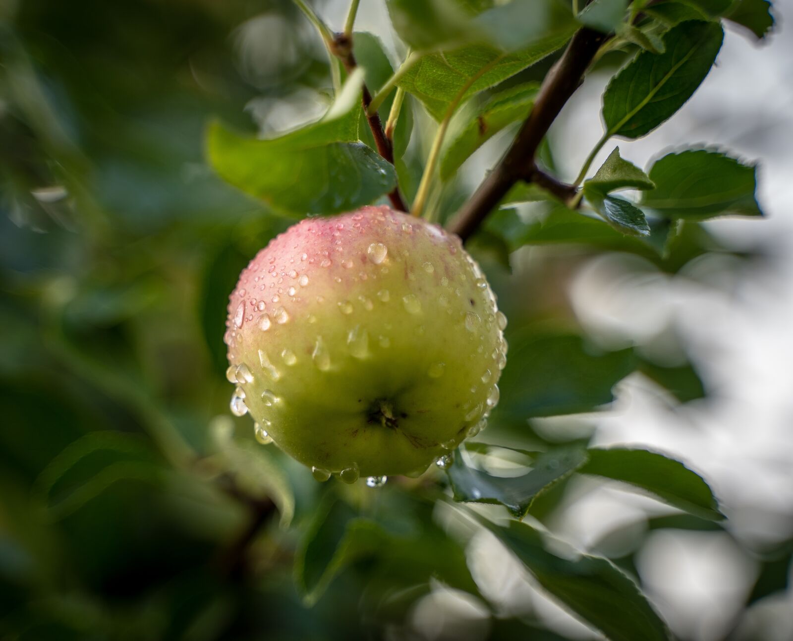 Sony a7 III sample photo. Apple, apple tree, rain photography