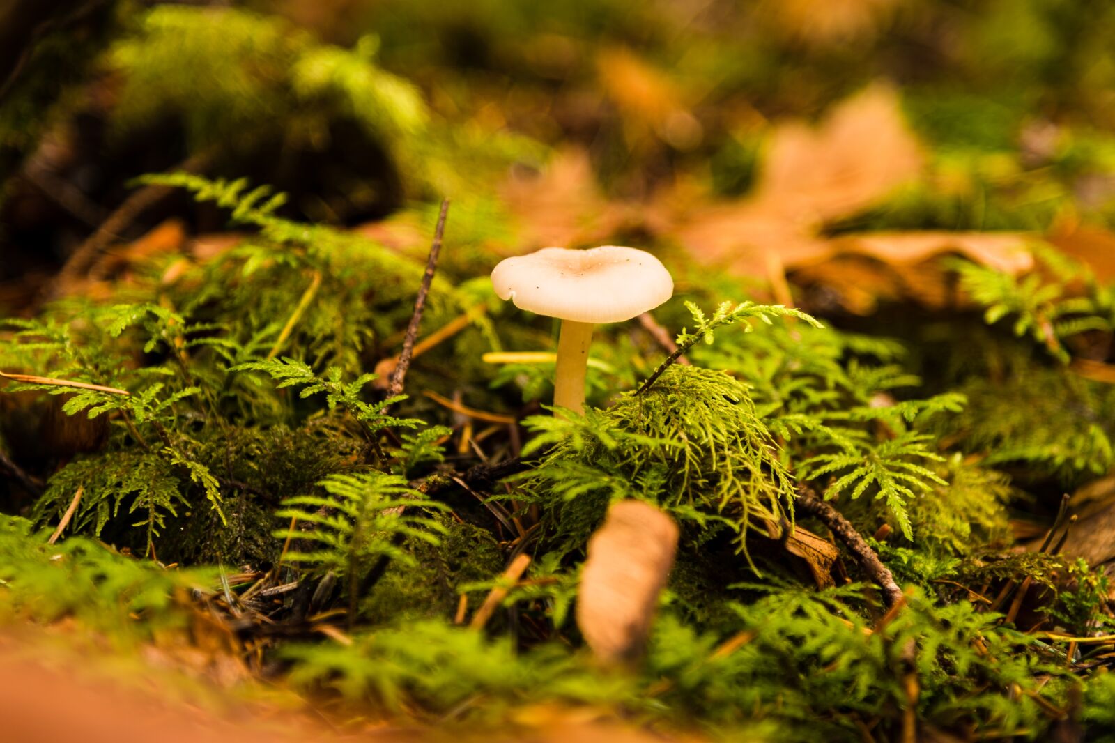 Nikon D750 sample photo. Mushroom, forest, fall photography