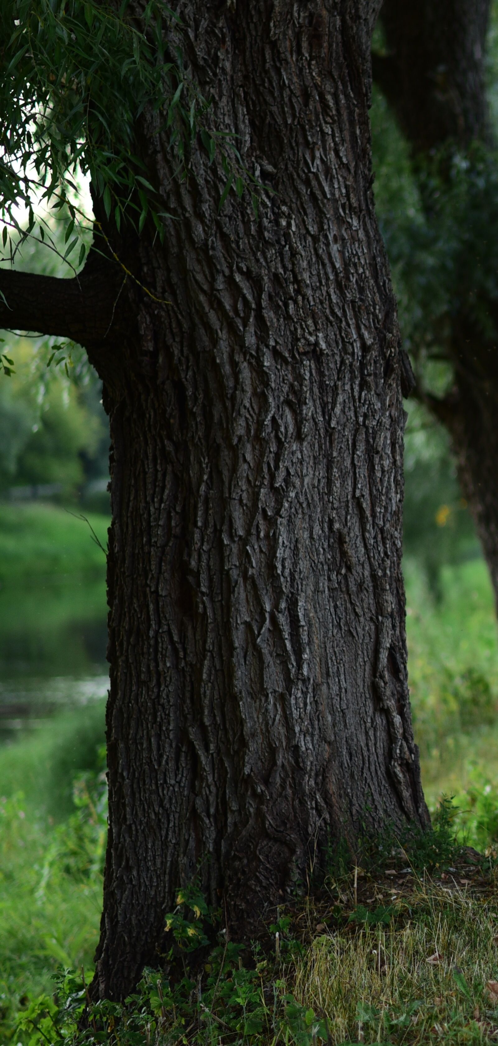 Nikon D750 sample photo. дерево, берег, зелень photography