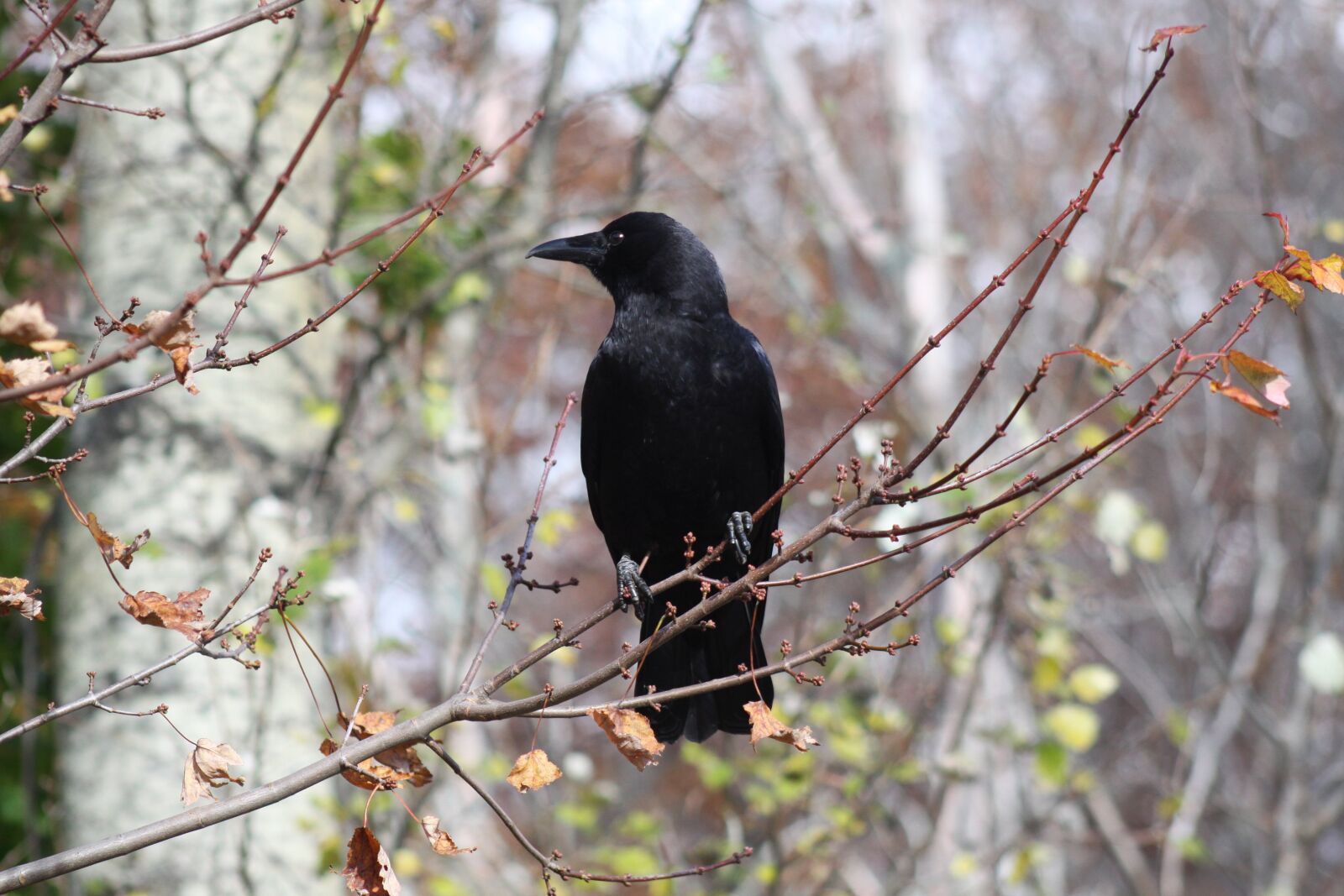Canon EOS 50D sample photo. Crow, pose, profile photography