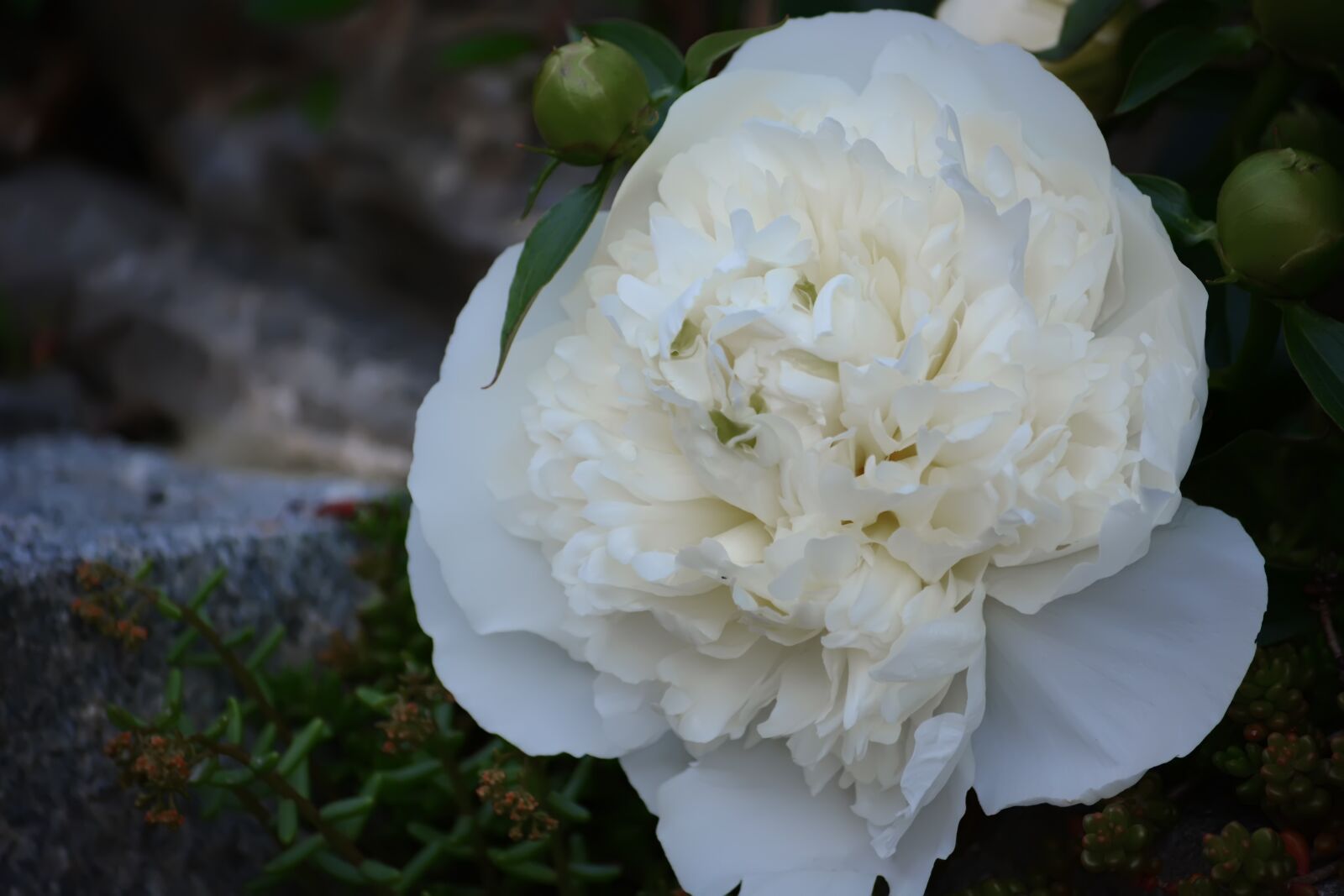 Nikon D5200 sample photo. Tenderness, flowers, garden photography