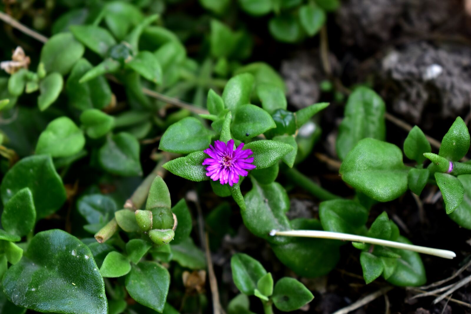 Nikon D5600 sample photo. Purple, hair of the photography