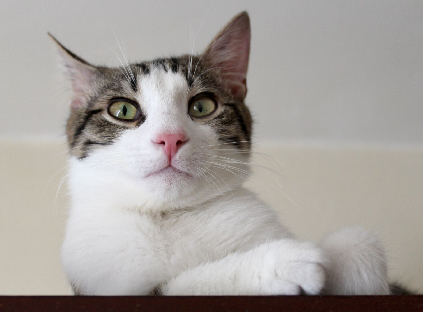 Canon EOS 1300D (EOS Rebel T6 / EOS Kiss X80) sample photo. Cat, pat, kitten photography
