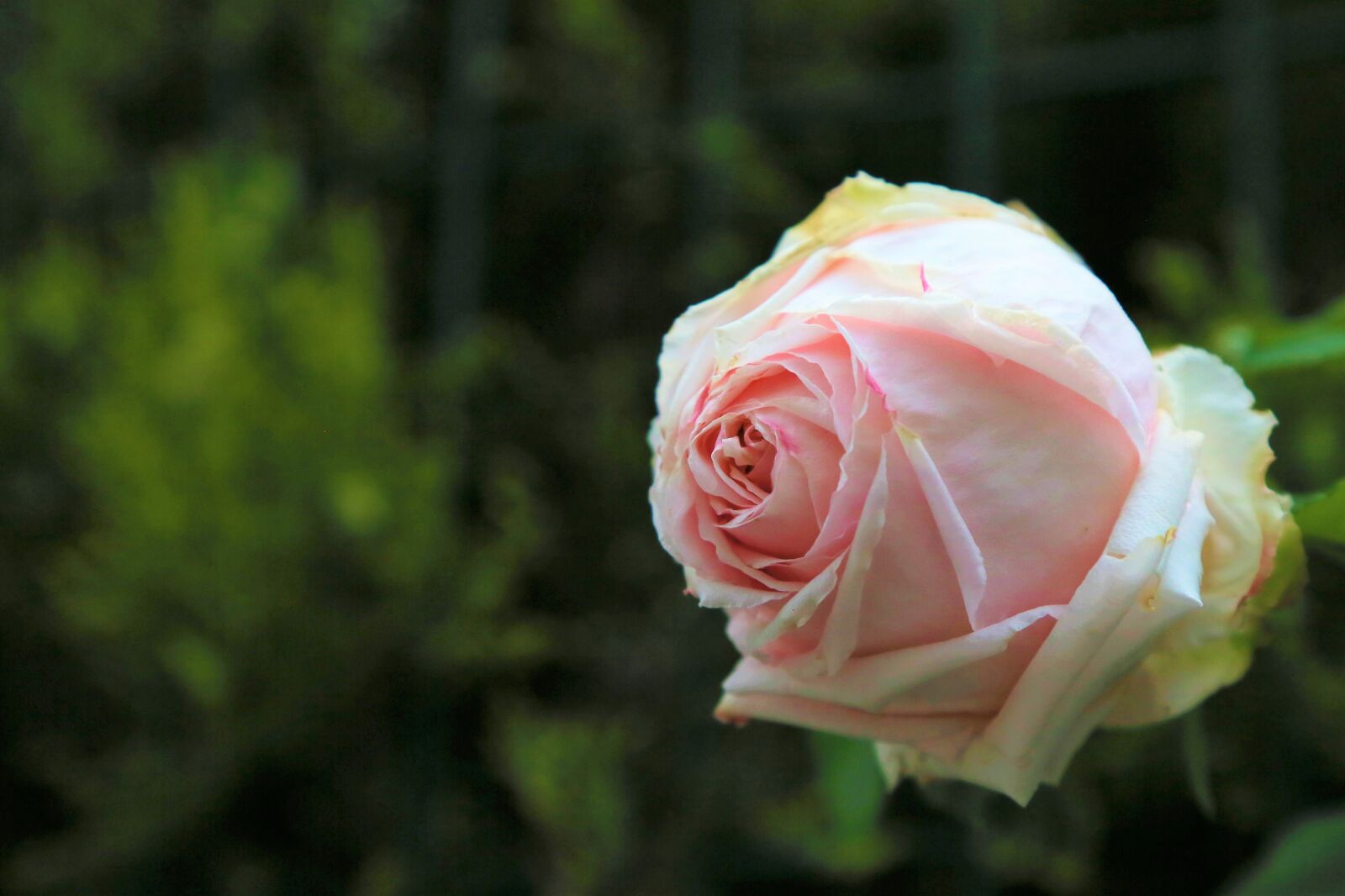Canon EF 24-105mm F4L IS USM sample photo. Rose, spring, nature photography