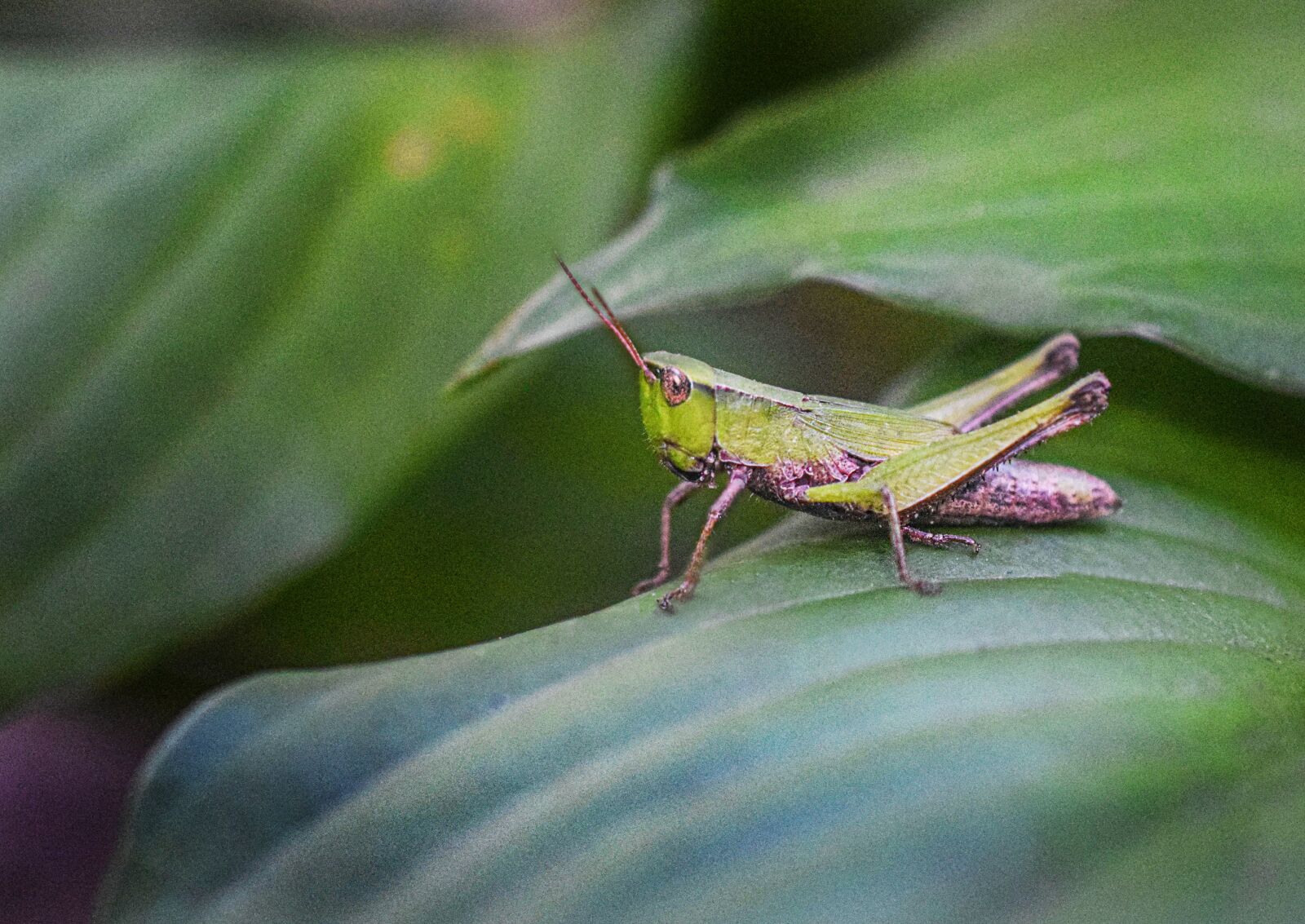 Nikon D5300 sample photo. Grasshopper, insect, nature photography