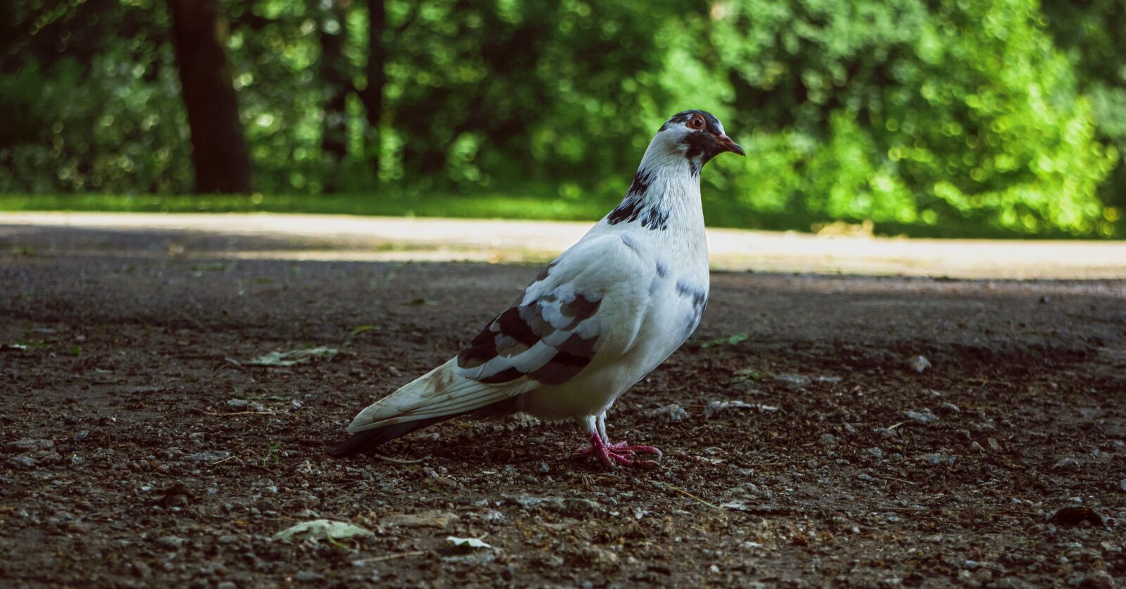 Canon EOS M sample photo. Dove, nature, bird photography