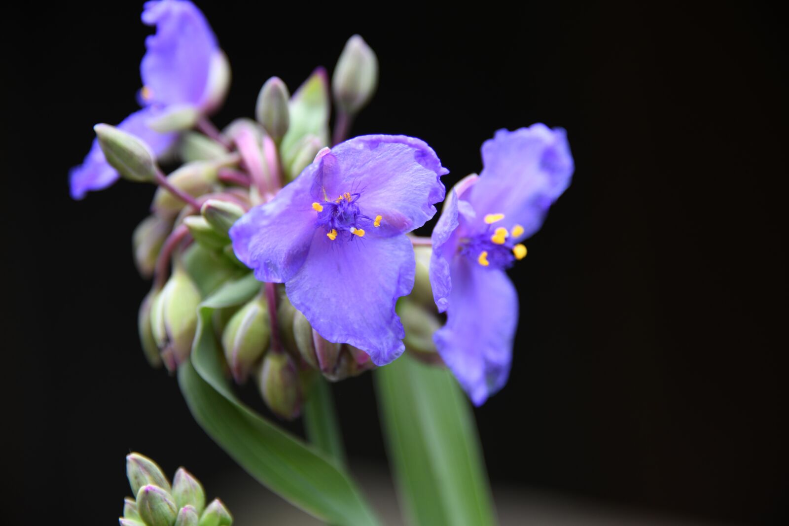 Nikon D850 sample photo. Spiderwort, lily, flower photography