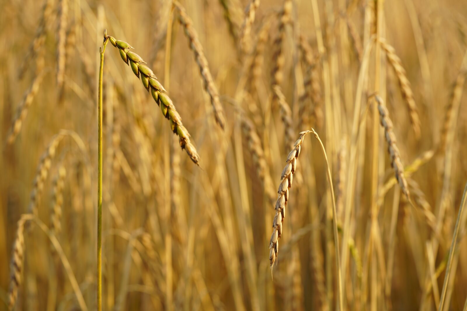 Sony FE 90mm F2.8 Macro G OSS sample photo. Spelt, grain, cereals photography