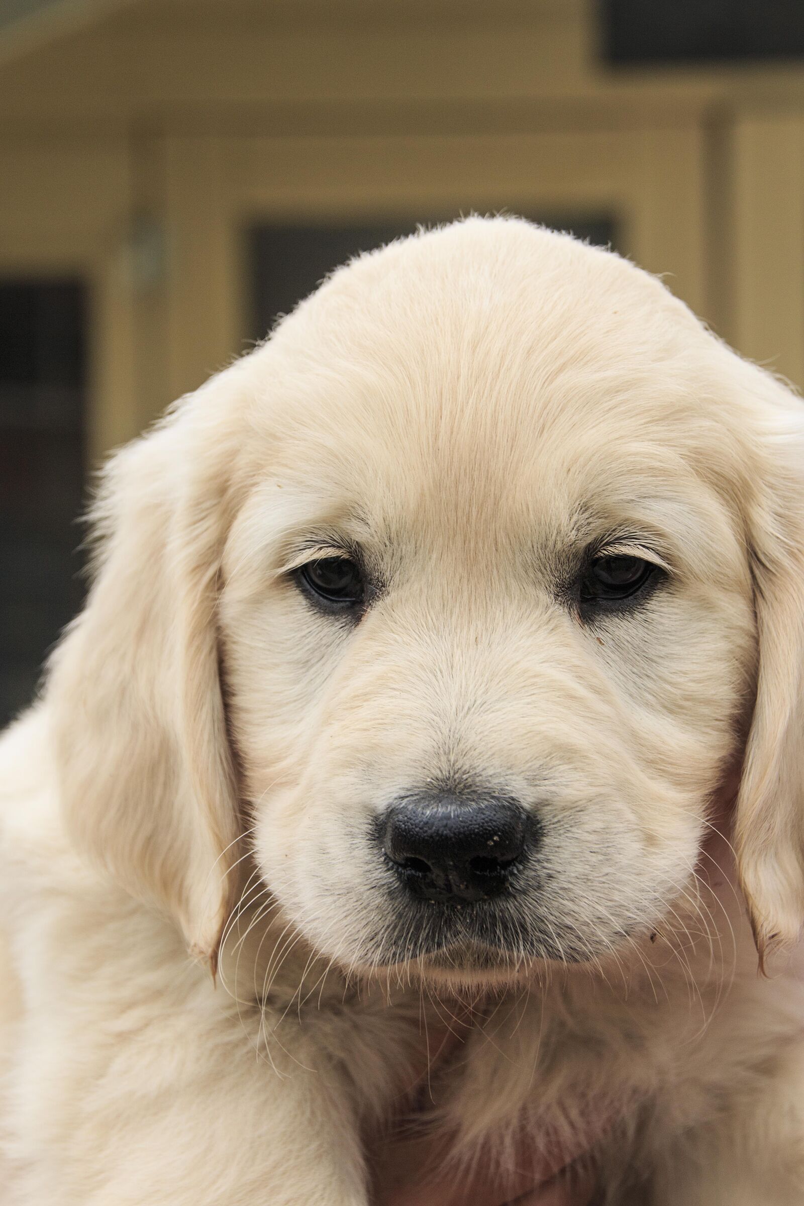 Canon EOS 70D sample photo. Cute puppy, golden retriever photography