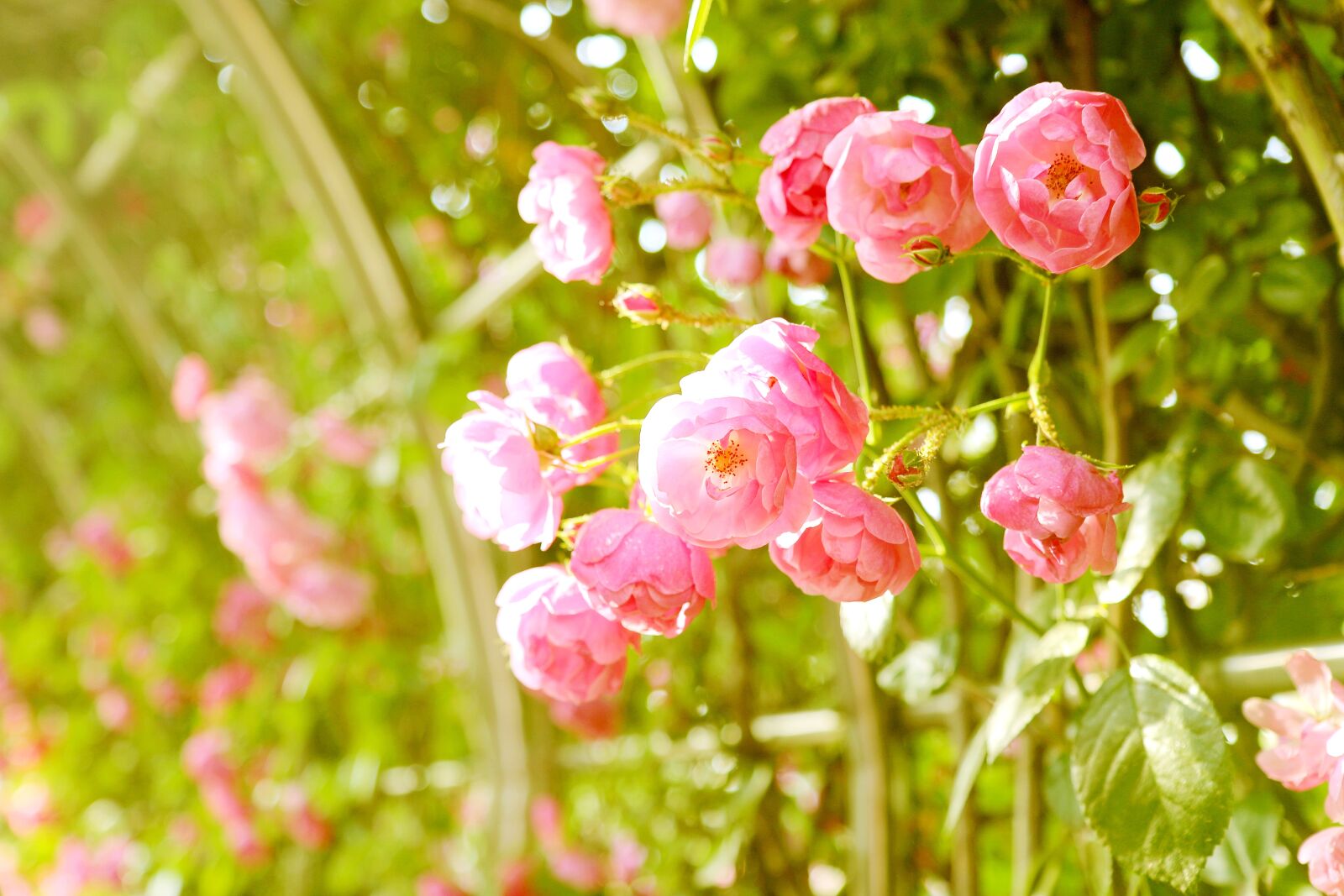 Canon EOS 70D sample photo. Rose, vine, rose vines photography