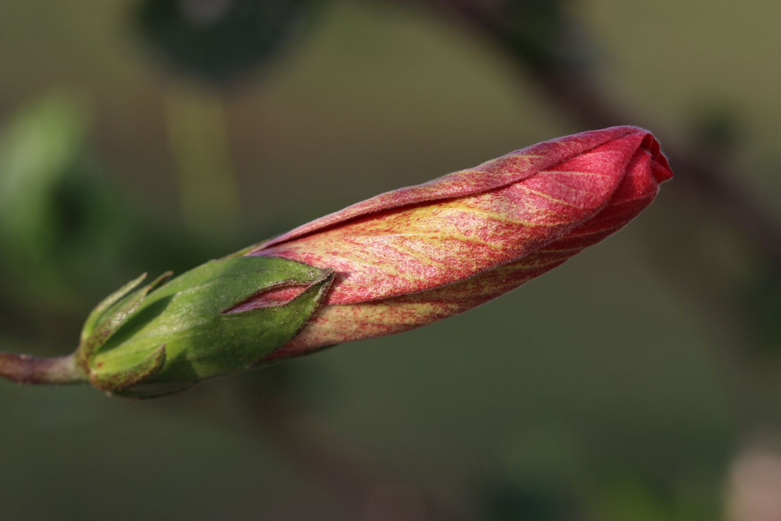 Canon EOS 70D + Canon EF 100mm F2.8 Macro USM sample photo. Flower, yellow, red photography