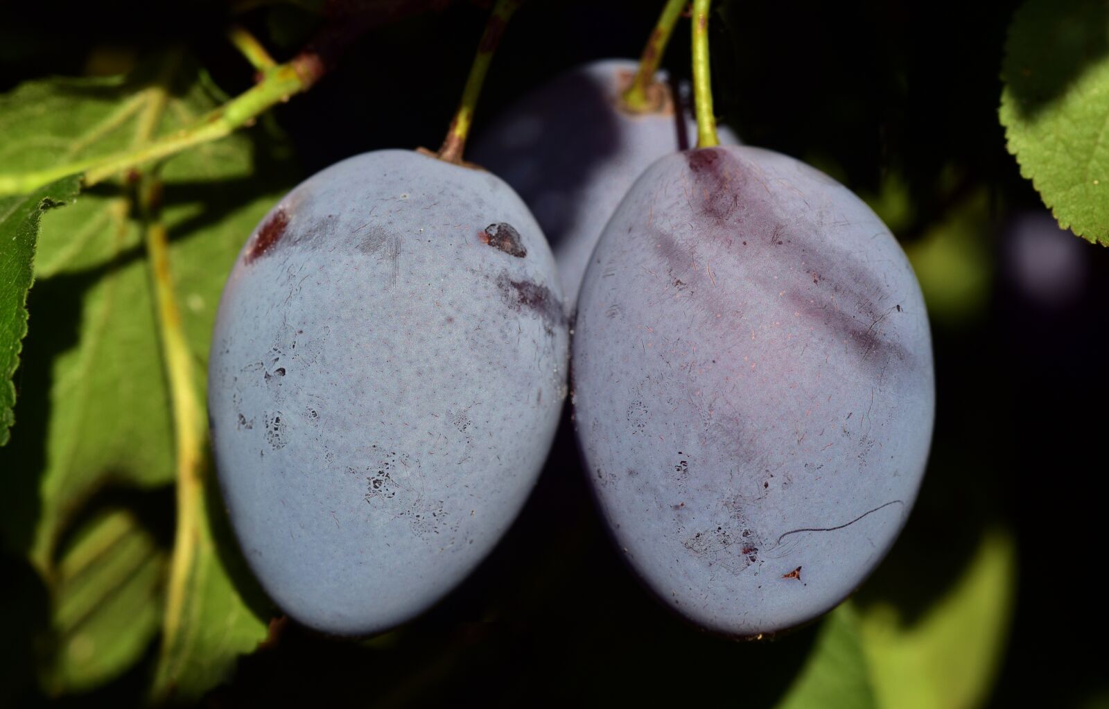 Nikon D750 sample photo. Plum, plum tree, branch photography
