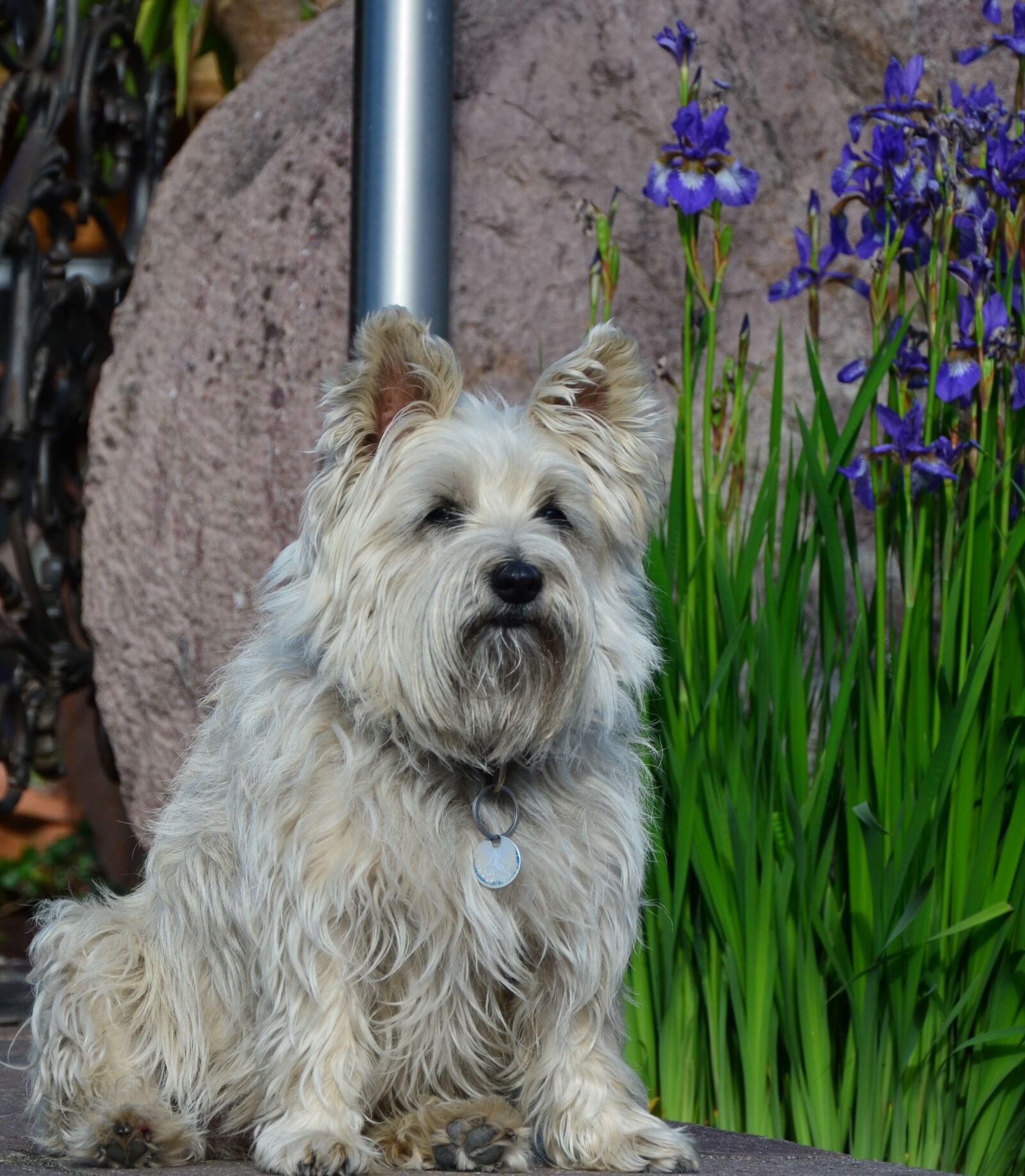 Nikon D5100 sample photo. Dog, animal, pet photography