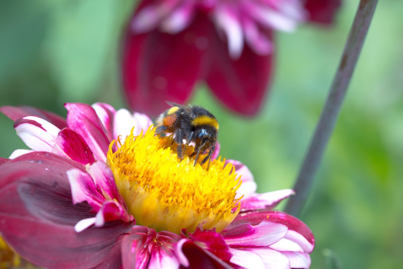Canon EOS 70D sample photo. Dahlia hortensis, hummel, blossom photography