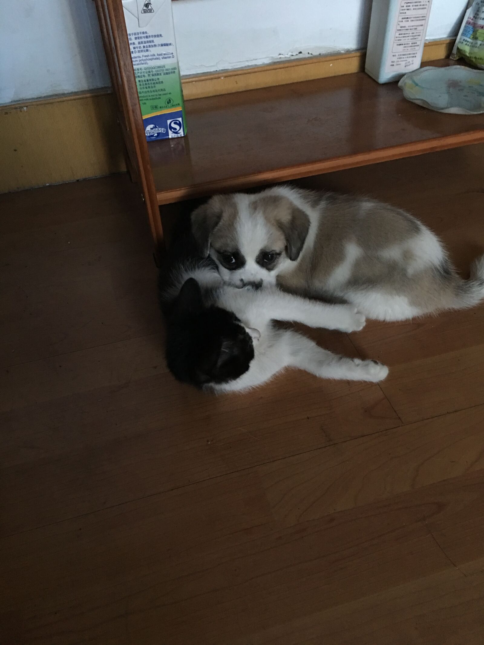 iPhone 6s Plus back camera 4.15mm f/2.2 sample photo. Partner, cats and dogs photography
