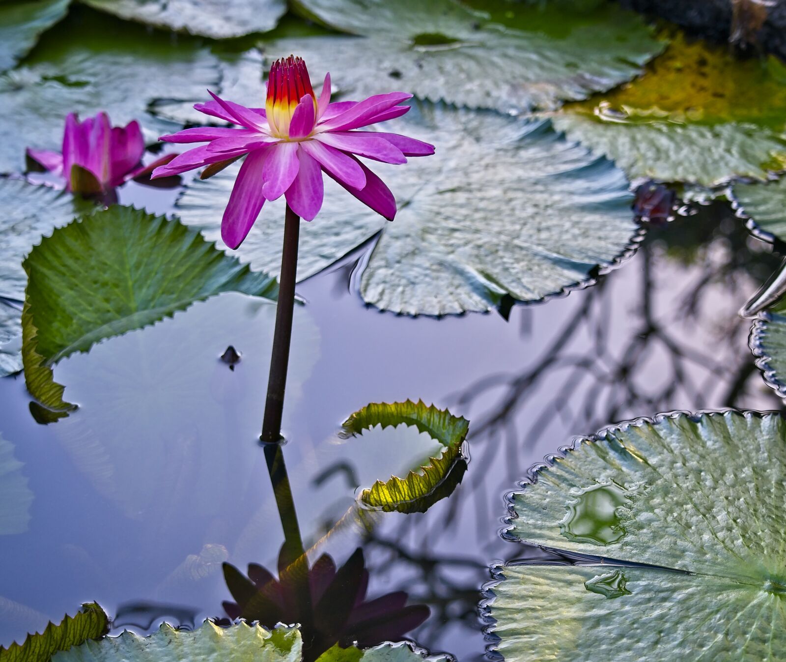 Sony FE 24-105mm F4 G OSS sample photo. Waterlily, pond, nymphaea photography