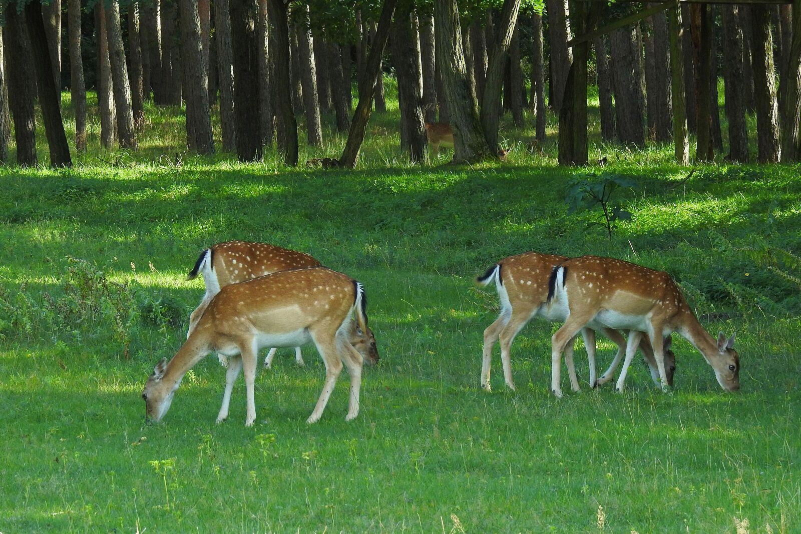 Nikon Coolpix P900 sample photo. Deer, fallow deer, grass photography