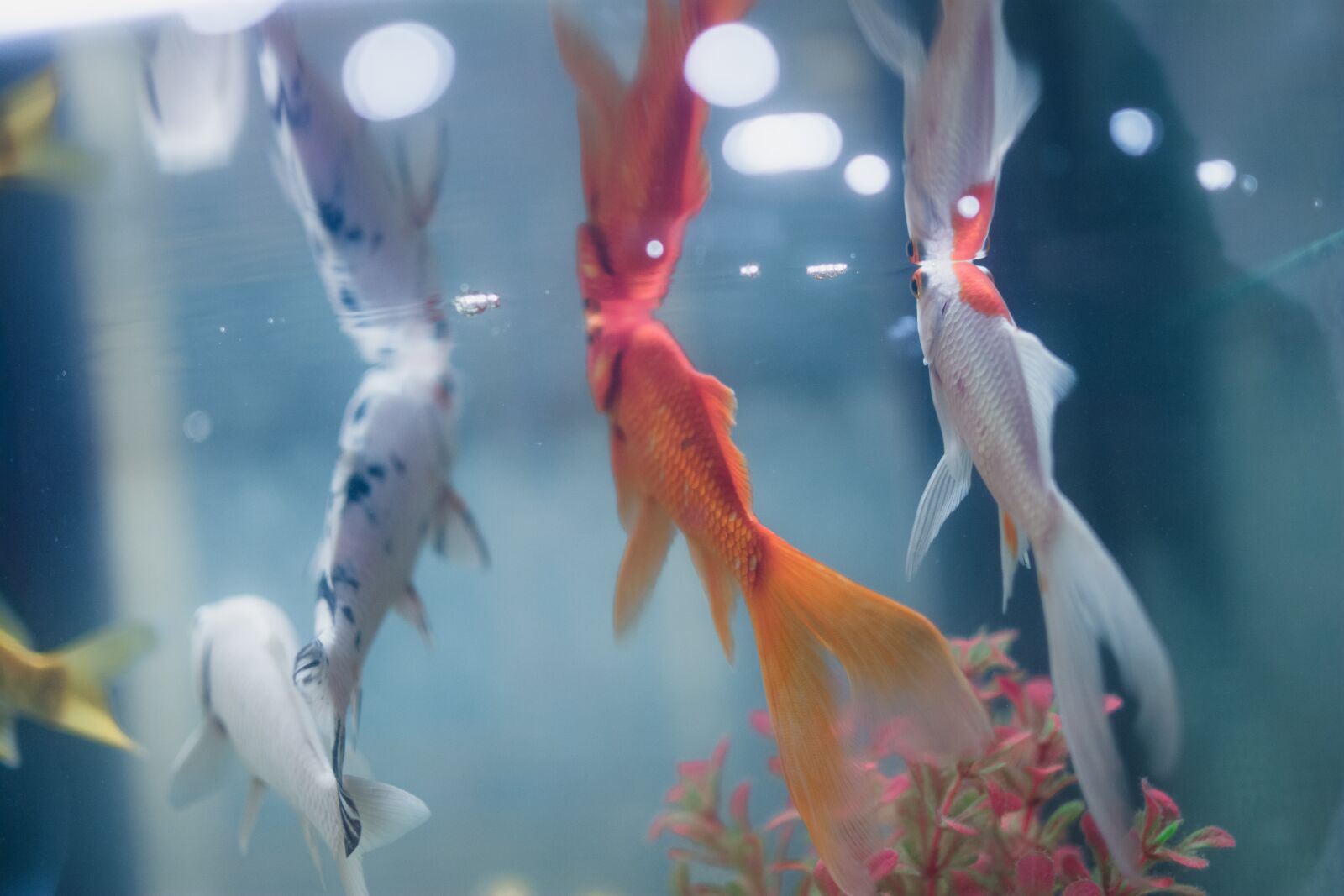 Nikon D7100 sample photo. Fish, aquarium, underwater photography