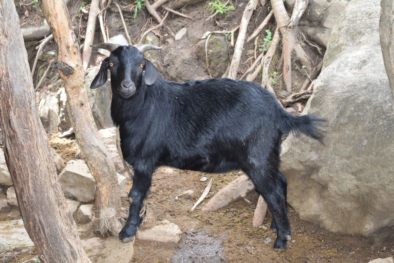 Nikon D5300 sample photo. Black goat, local goat photography