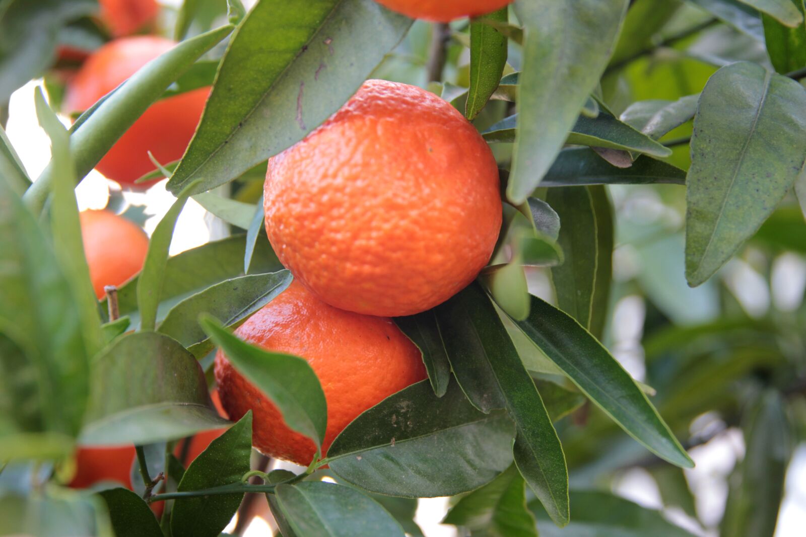 Canon EOS 550D (EOS Rebel T2i / EOS Kiss X4) sample photo. Tangerine, fruit, orange photography