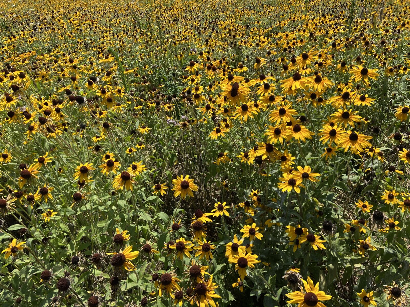 Apple iPhone 11 sample photo. Black eyed susans, flowers photography