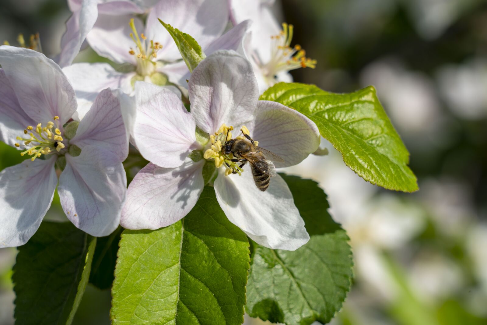 Sony FE 24-105mm F4 G OSS sample photo. Apple tree, tree, flowering photography