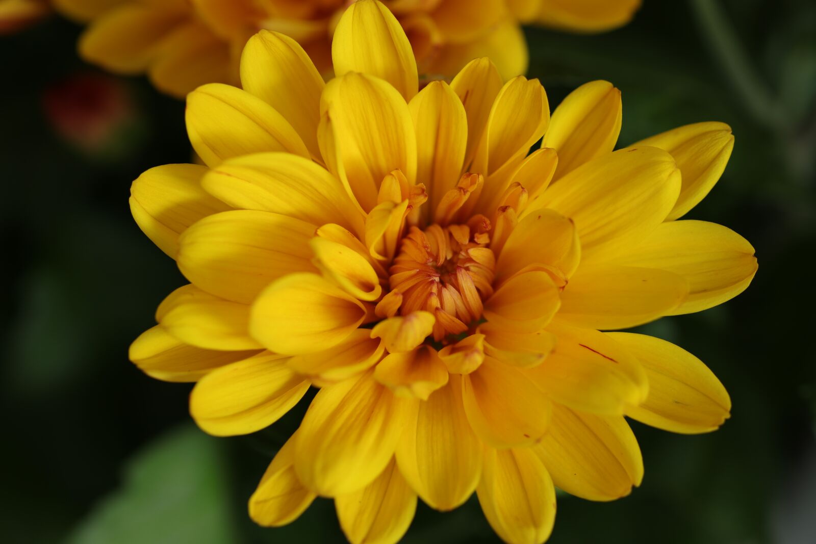 Canon EF 100mm F2.8L Macro IS USM sample photo. Flower, chrysanthemum, flowers photography