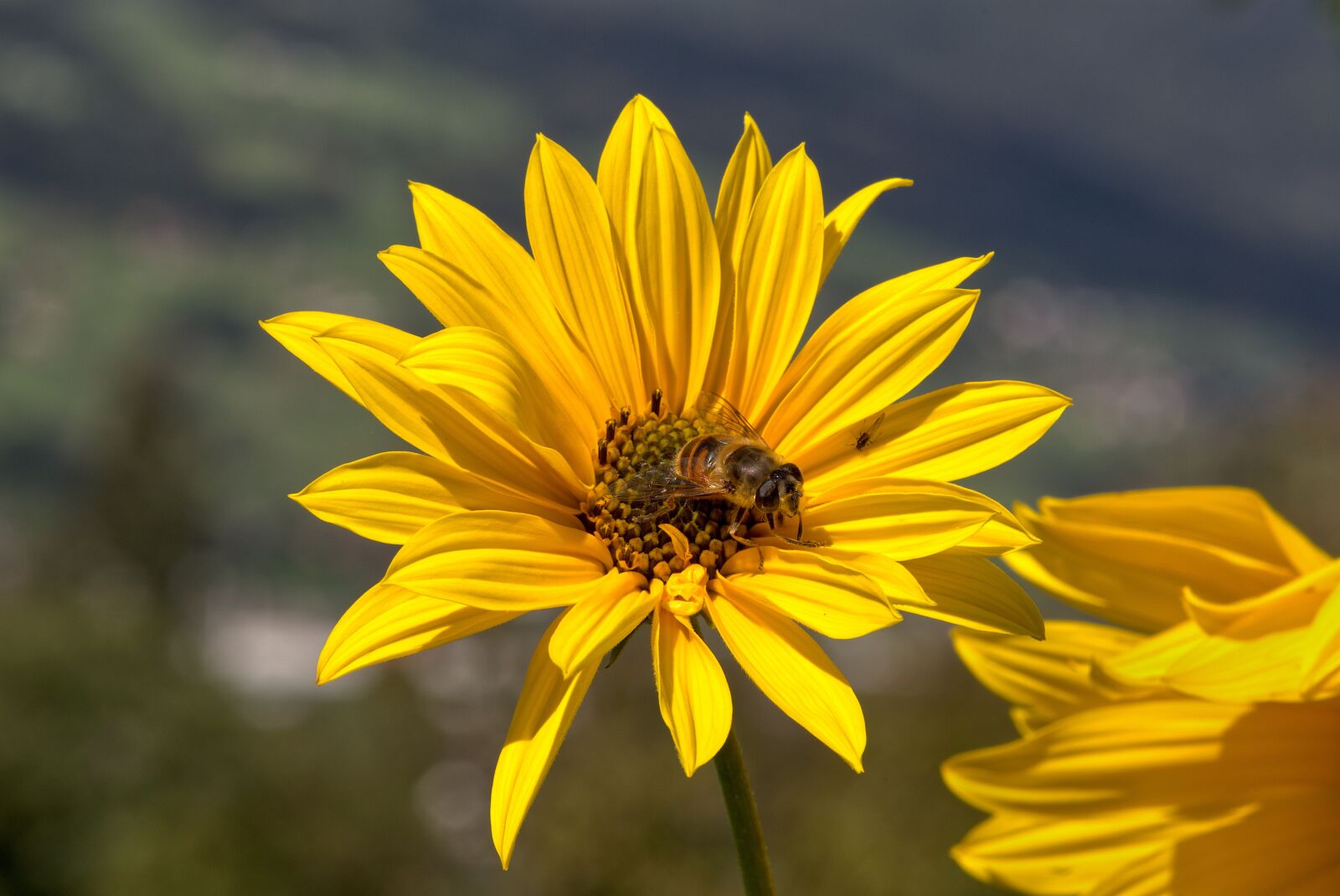 Pentax KP + Pentax smc D-FA 100mm F2.8 Macro WR sample photo. Sunflowers, bee, pollen photography