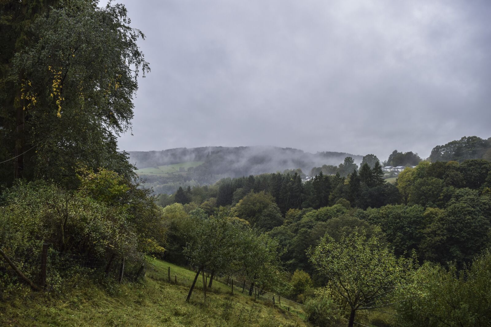 Nikon D3300 sample photo. Landscape, fog, forest photography