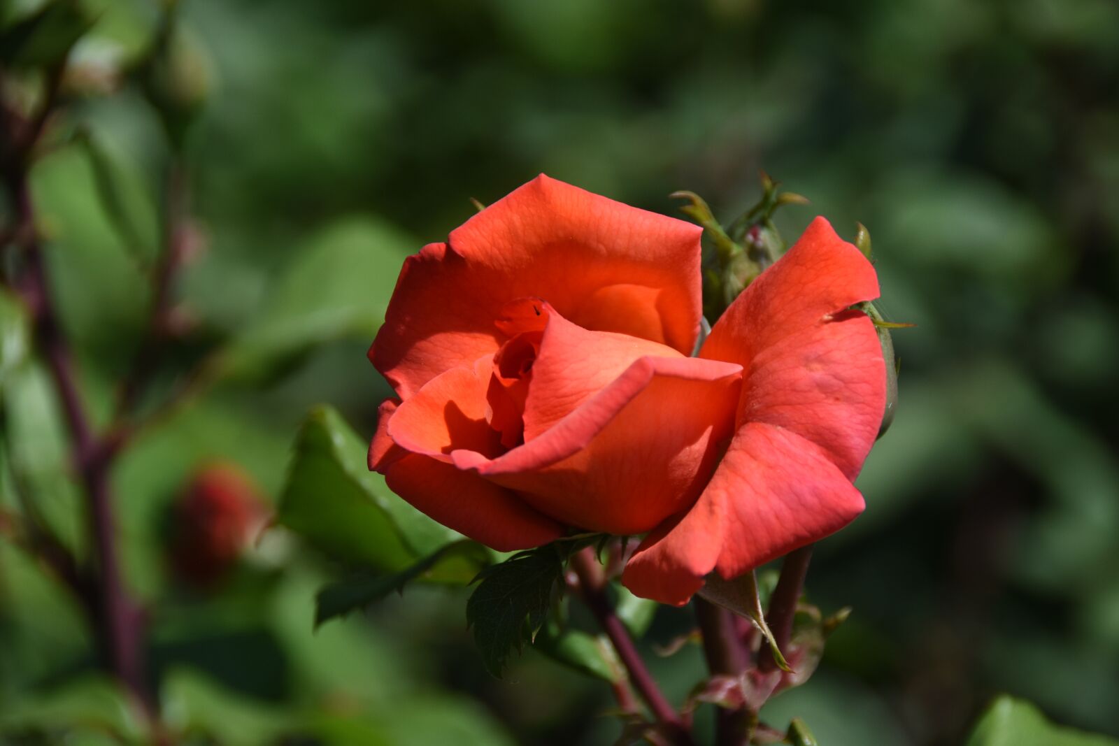 Nikon D7200 sample photo. Rose, maypole queen, garden photography