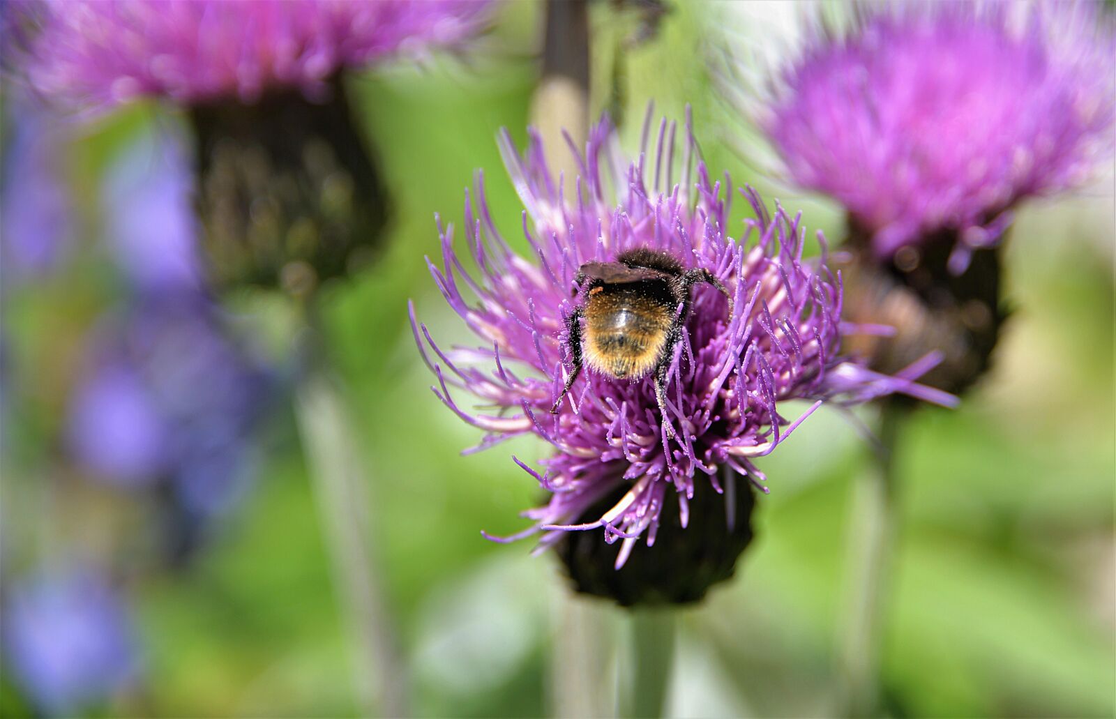 Nikon D610 sample photo. Mountain bumblebee, hummel, wegdistel photography