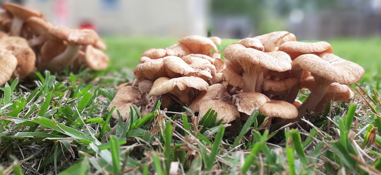 Samsung Galaxy A50 sample photo. Wild, city, yard photography
