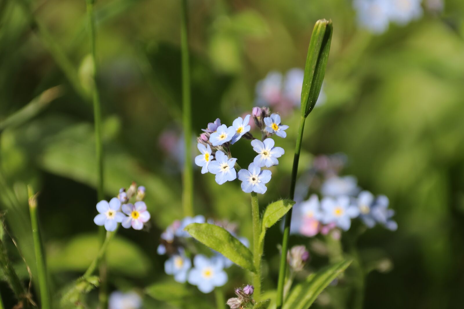 Canon EOS 77D (EOS 9000D / EOS 770D) sample photo. Forget-me-not, flowers, blue photography