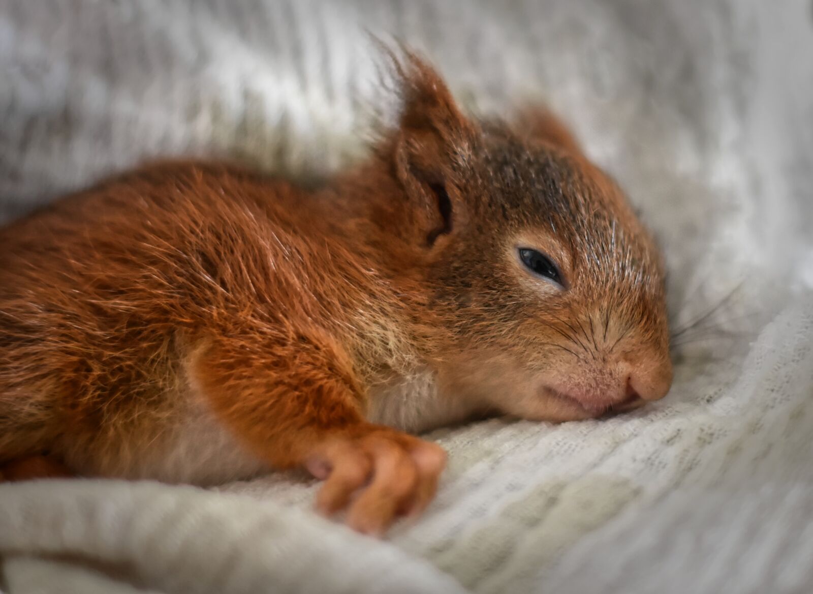 Nikon D7200 sample photo. Squirrel, young animal, tired photography