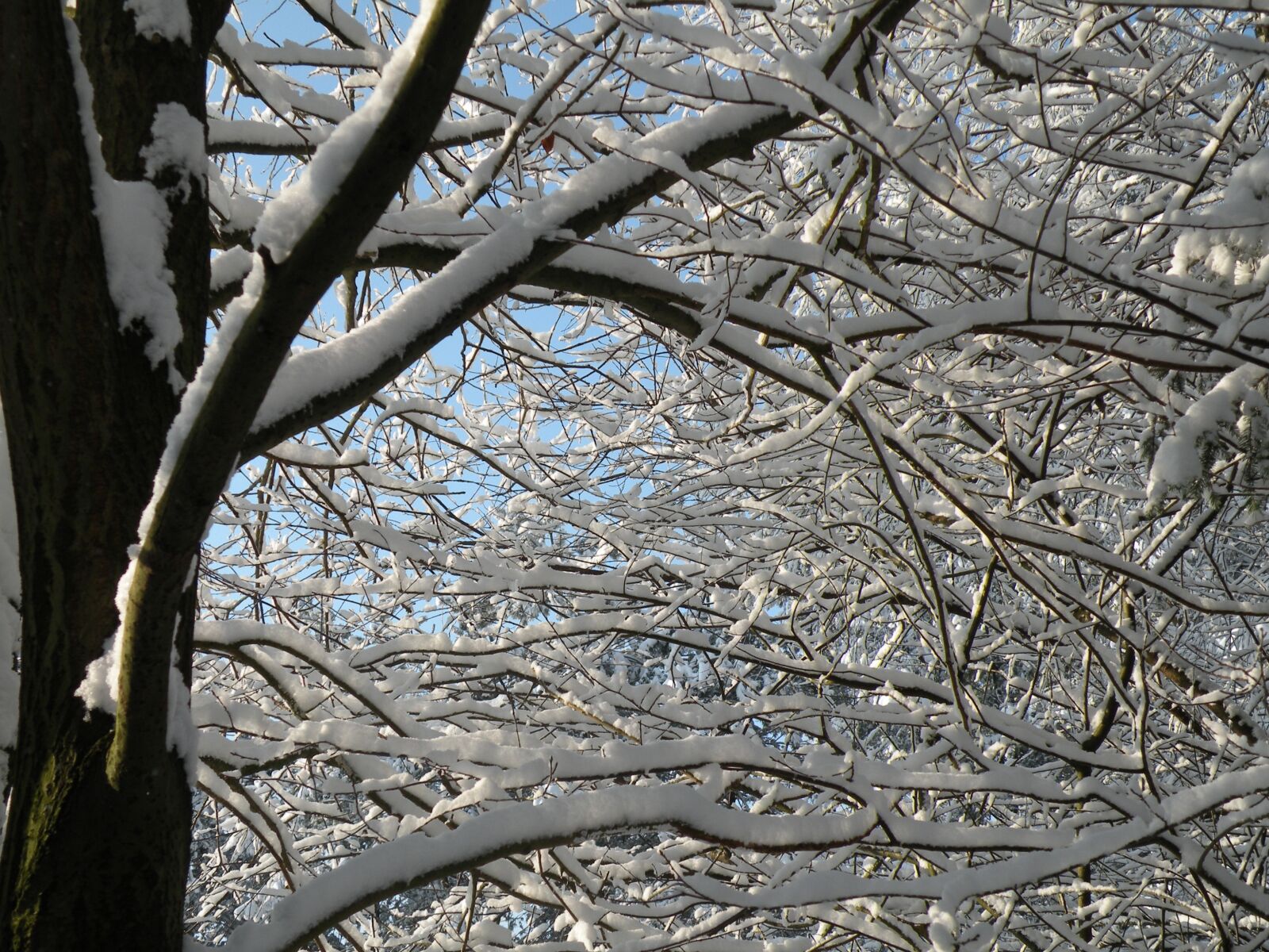 Nikon Coolpix P80 sample photo. Winter, snow, branches photography