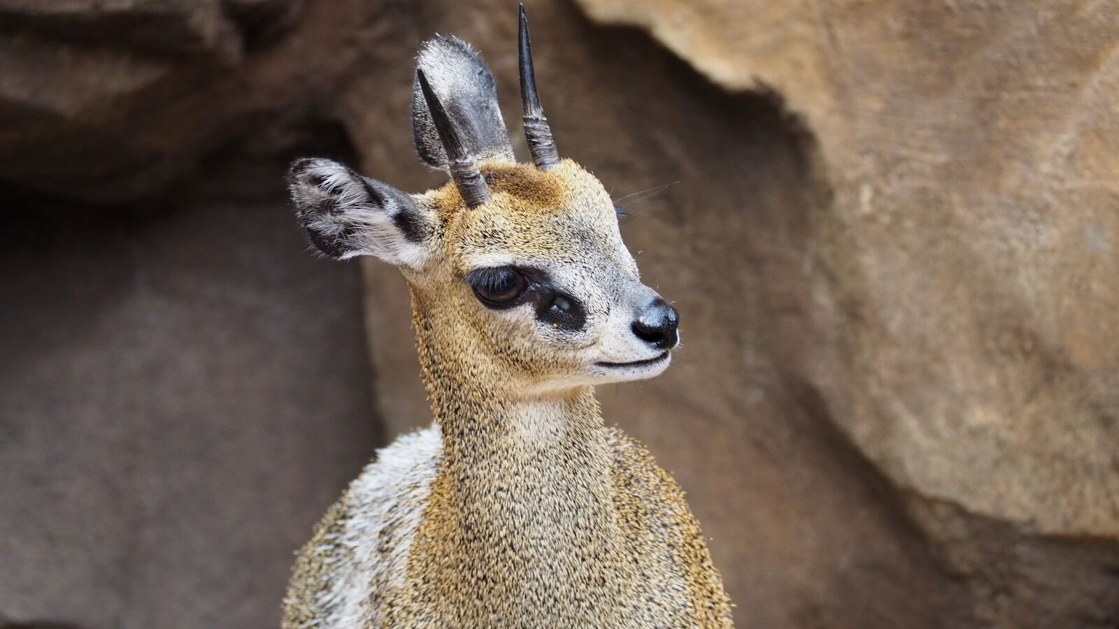 Olympus OM-D E-M10 II sample photo. Klipspringer, antelope, african photography